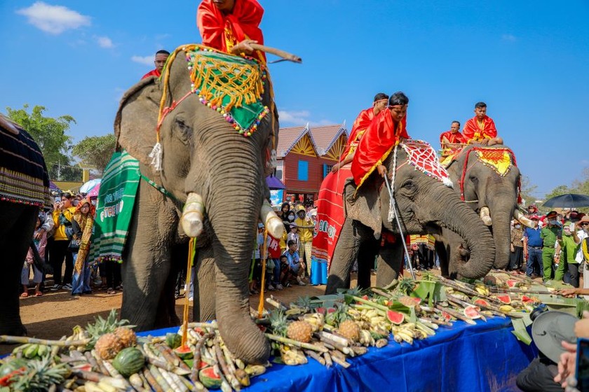Уникальный буфет для слонов в Даклаке