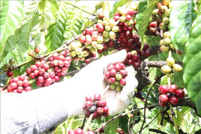 Вьетнам и путь к восстановлению своей позиции на кофейной карте мира