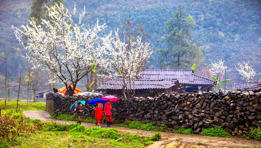 Цветы на каменистом плато в марте