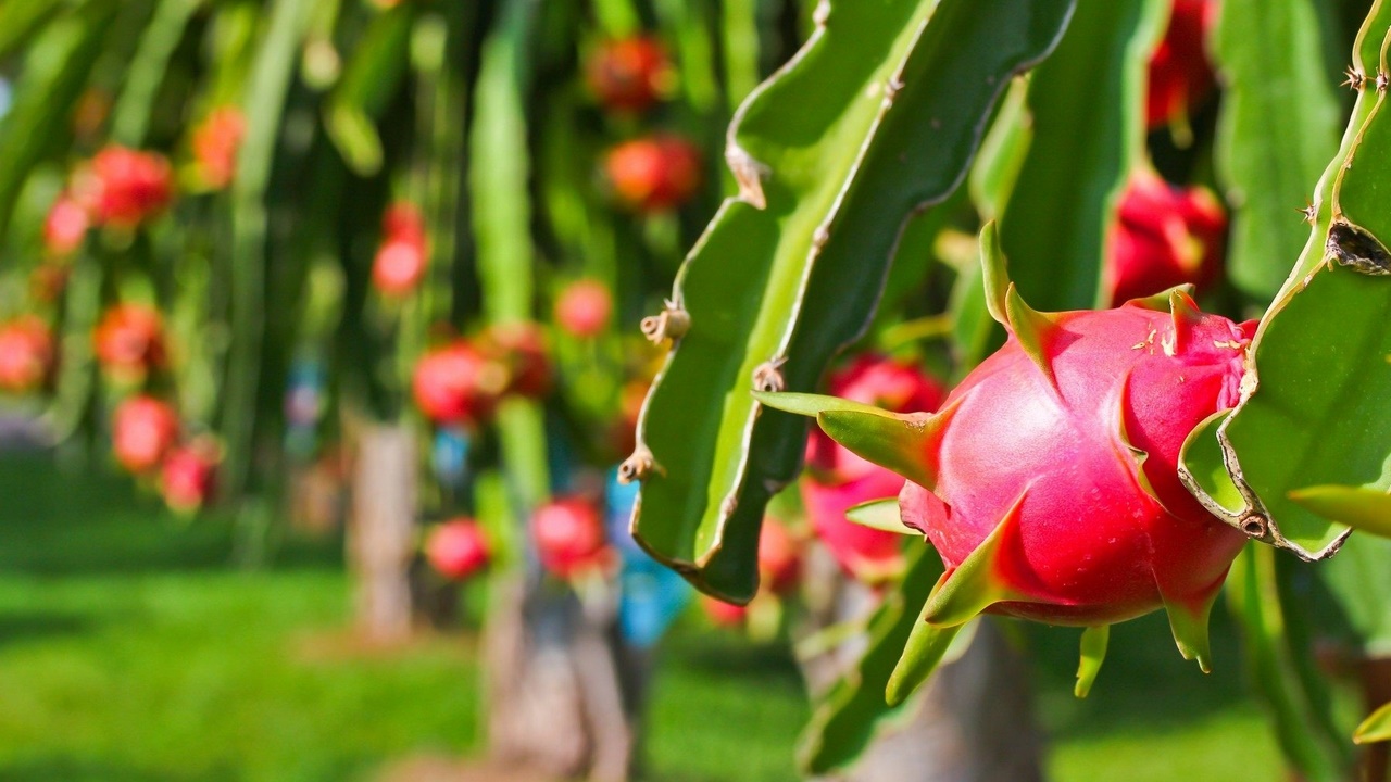 Цена на питахайю в начале сезона поднялась на рекордно высокий уровень