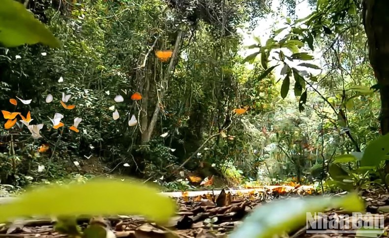 Погружение в сказочный лес с бабочками в Кукфыонг