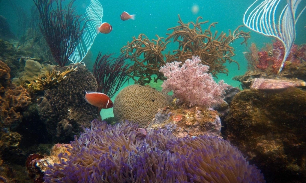 4 места для дайвинга во Вьетнаме, предложенные иностранным сайтом