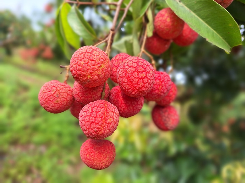 Сезон спелых личи в Лукнгане