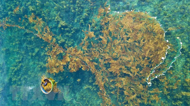 Сезон сбора водорослей