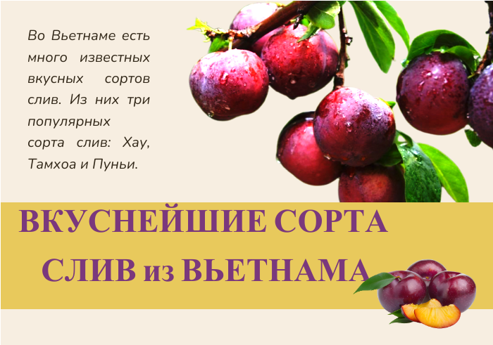 Вкуснейшие сорта слив из Вьетнама