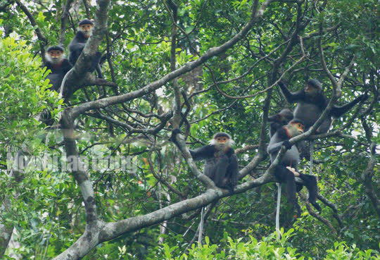 Вьетнамский фильм о сохранении приматов получил награду на международном кинофестивале