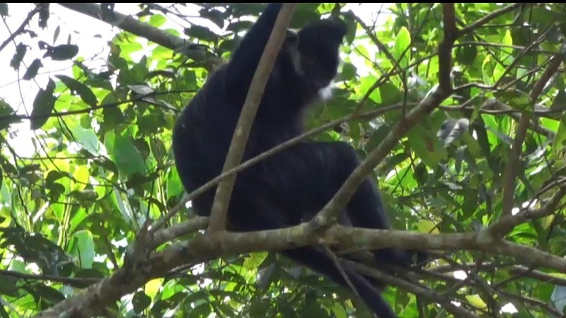В провинции Баккан обнаружен тонкинский гульман