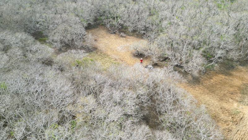 Древний лес «Ча» в сезон смены листьев