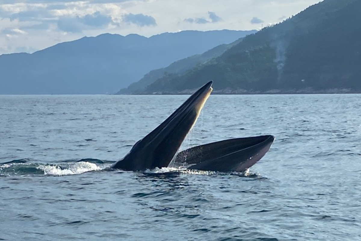Киты впервые появились в заливе Вунгро