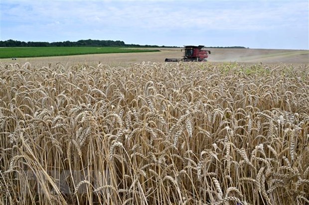 Индия поддерживает усилия ООН по продолжению зерновой сделки