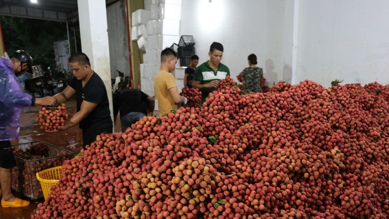 Потенциал вьетнамской сельскохозяйственной продукции на американском рынке