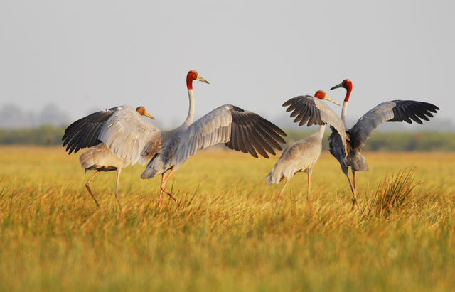 Фотоконкурс «Дикие птицы Вьетнама»