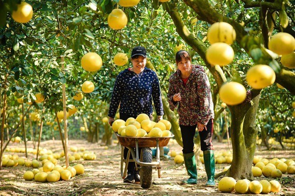 Ханой стремится к расширению моделей агроэкотуризма