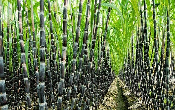 Провинция Хоабинь экспортировала более 17 тонн свежего сахарного тростника на рынок США