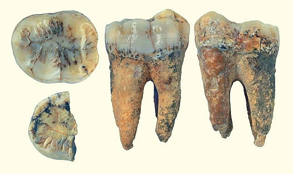 Найдены зубы доисторических гигантских обезьян в провинции Тханьхоа