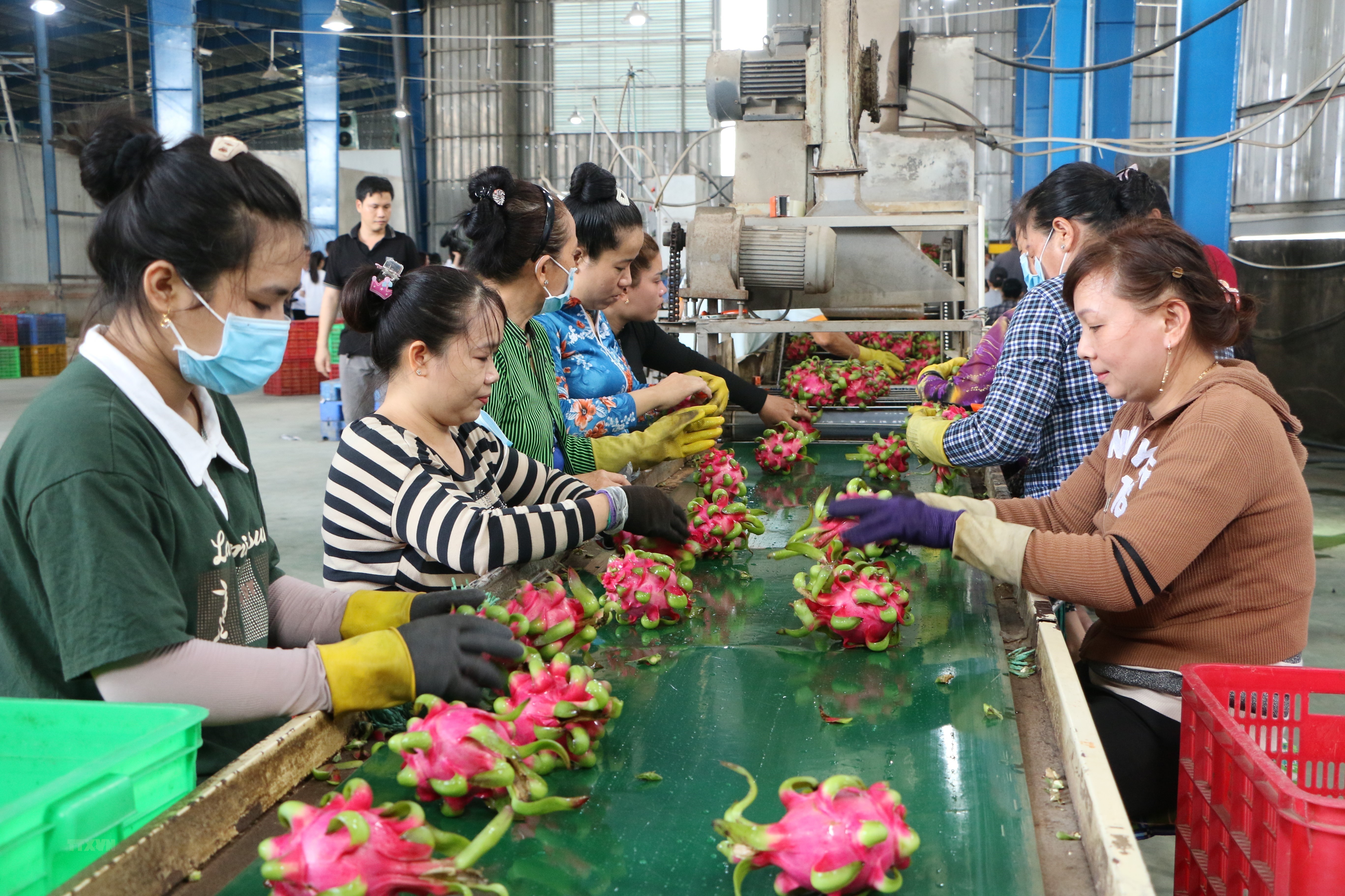 Экспорт фруктов и овощей за первые восемь месяцев 2023 года продолжил расти, увеличившись на 57,5