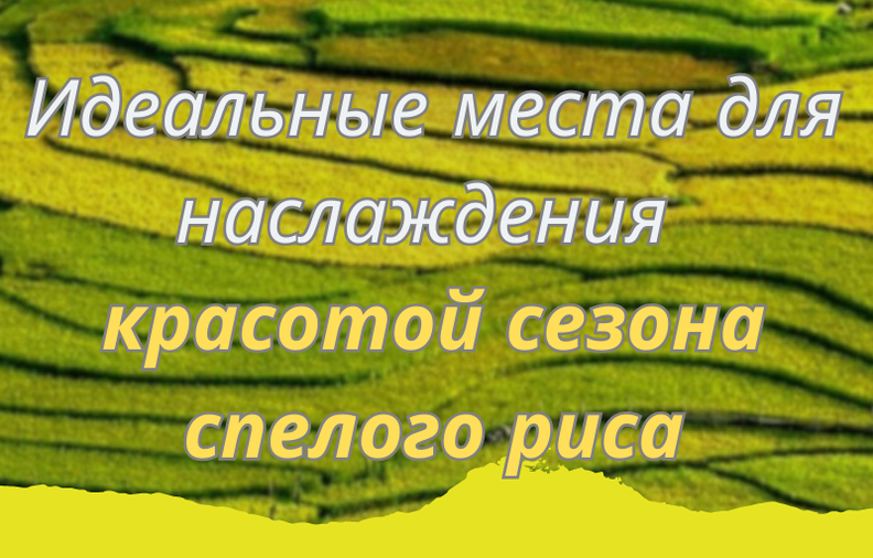 Идеальные места для наслаждения красотой сезона спелого риса осенью