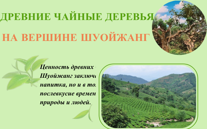 Древние чайные деревья на вершине Шуойжанг