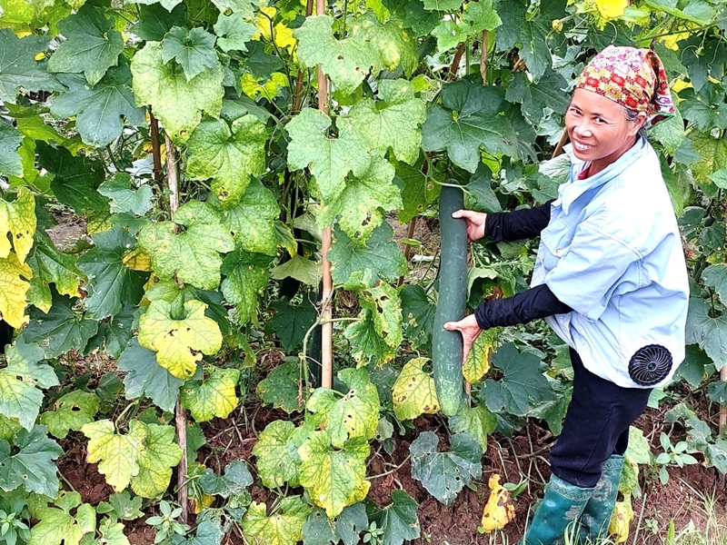 Сезон сбора восковых тыкв на берегу Красной реки