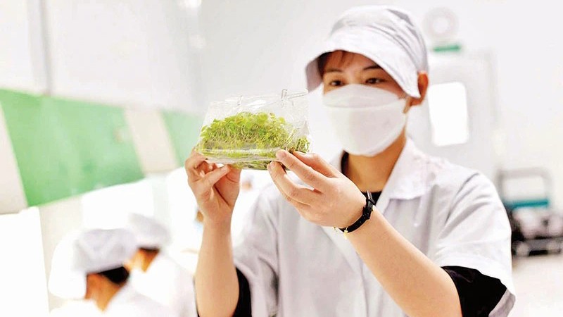 Высокотехнологичная сельскохозяйственная зона Ламдонг