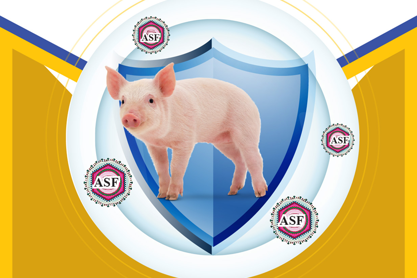 Вьетнам официально экспортирует вакцину от африканской чумы свиней