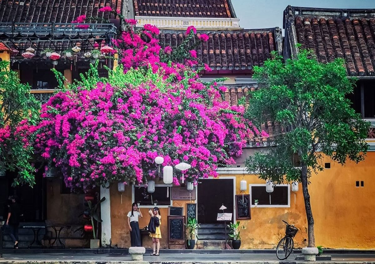 Бугенвиллия в Хойане