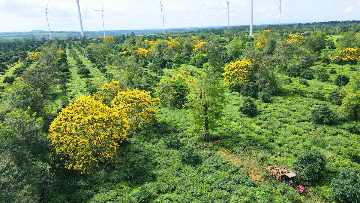 Восхищение желтыми цветами сенны на столетнем чайном холме в Зялай