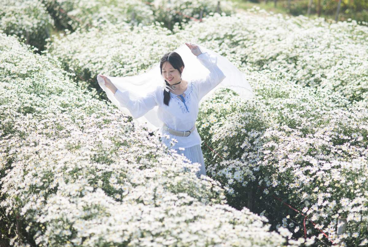 Сезон цветения ромашек в Ханое