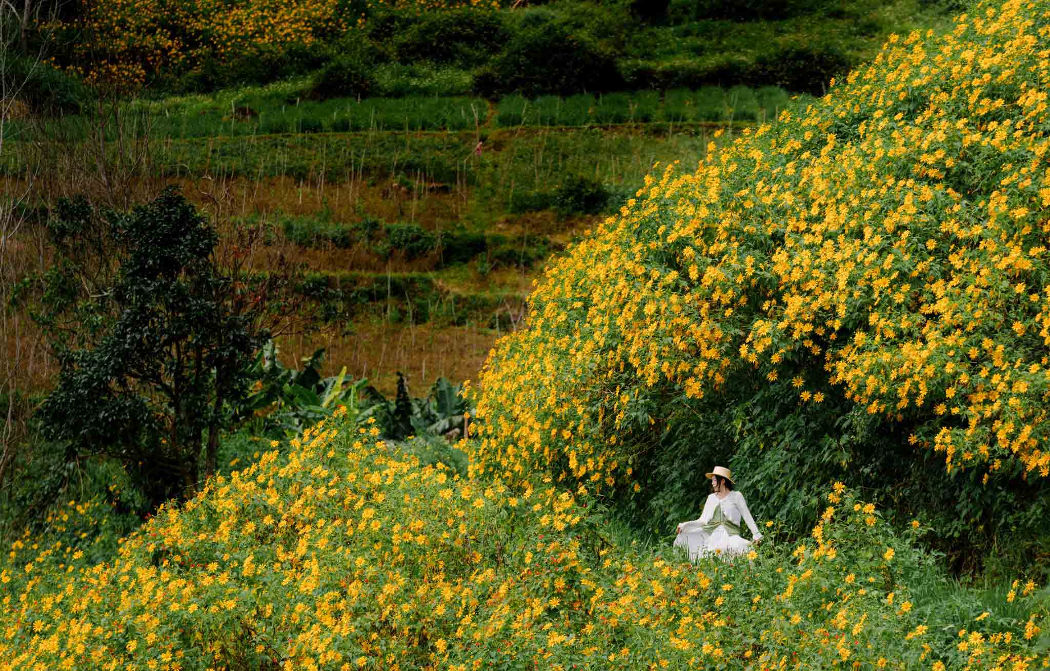 Сезон цветов титонии в Далате