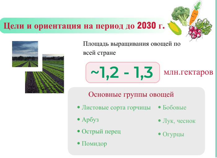 Вьетнам стремится увеличить экспортный оборот овощей до 1-1,5 млрд долл США к 2030 году