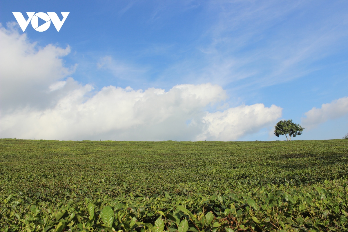 Моктяу - ведущее природное направление в мире