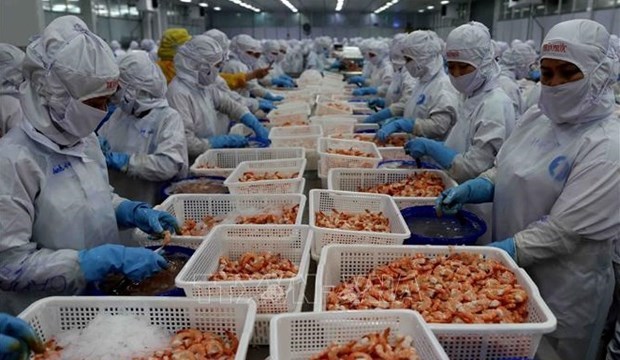 VASEP Экспорт креветок достигнет 3,4 млрд долл США в 2023 году