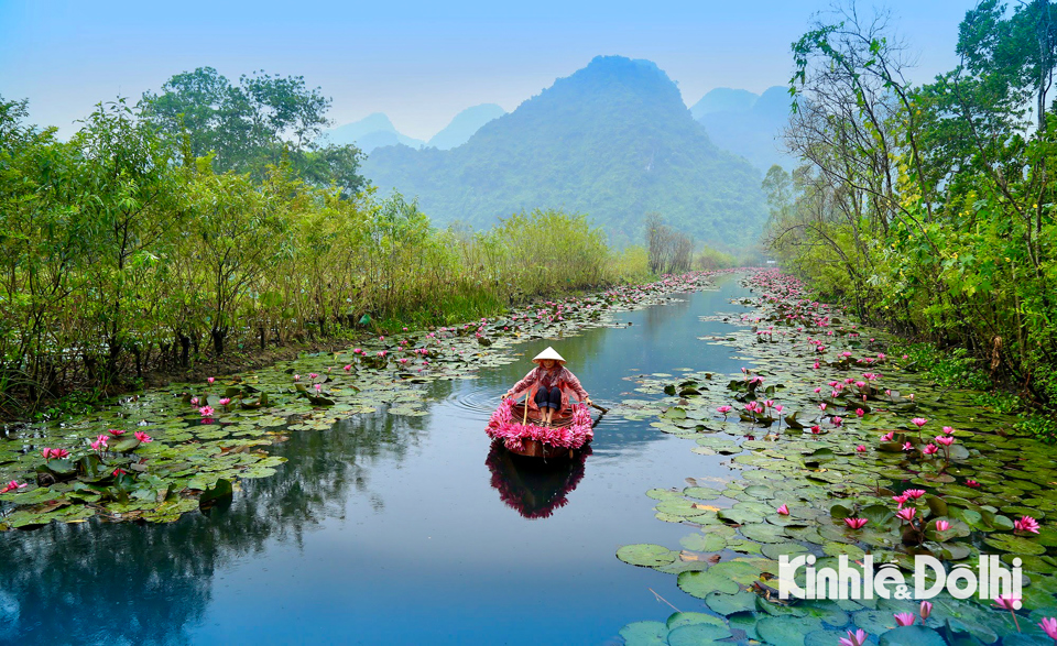 Красота сезона кувшинок в ручье Йен