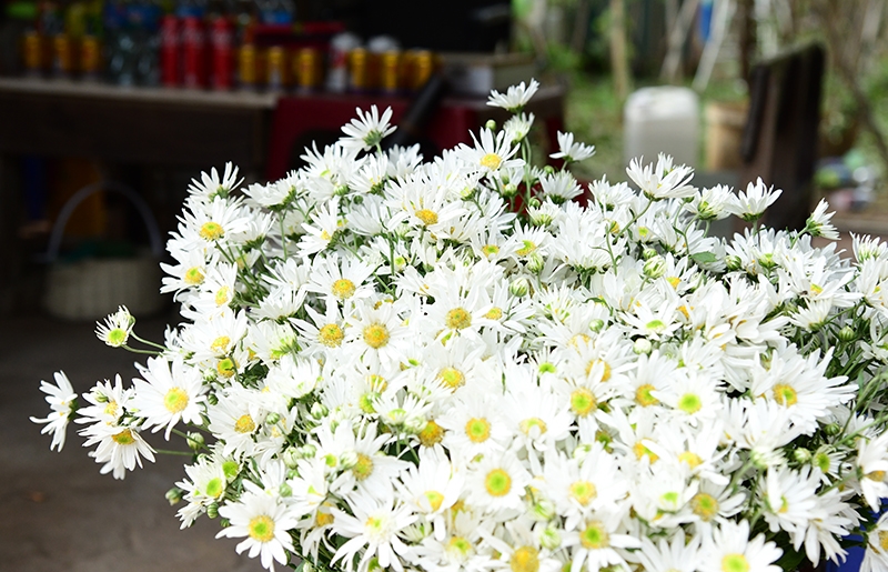 Ромашки цветут посреди зимы в Ханое