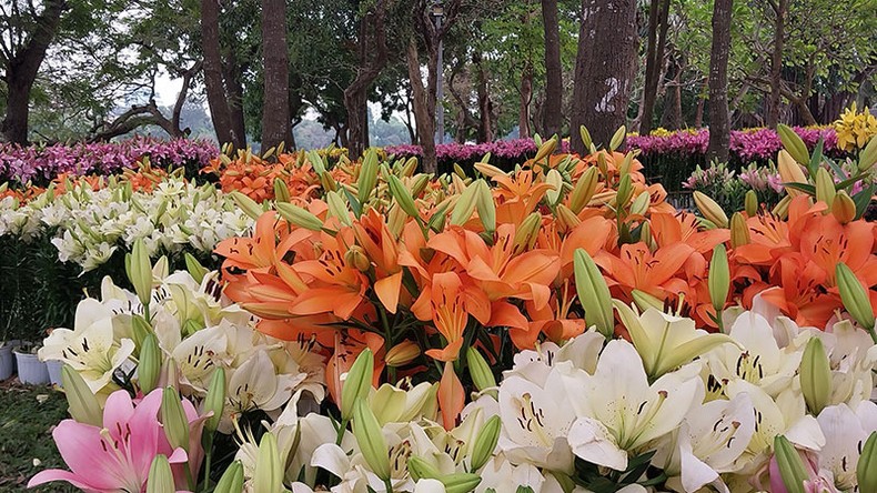 В Ханое открывается фестиваль цветов 2023