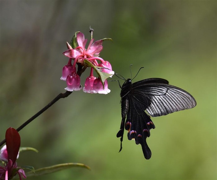 Пик Бана сверкает цветущей вишней колокольчатой, сигнализирующей о приходе весны