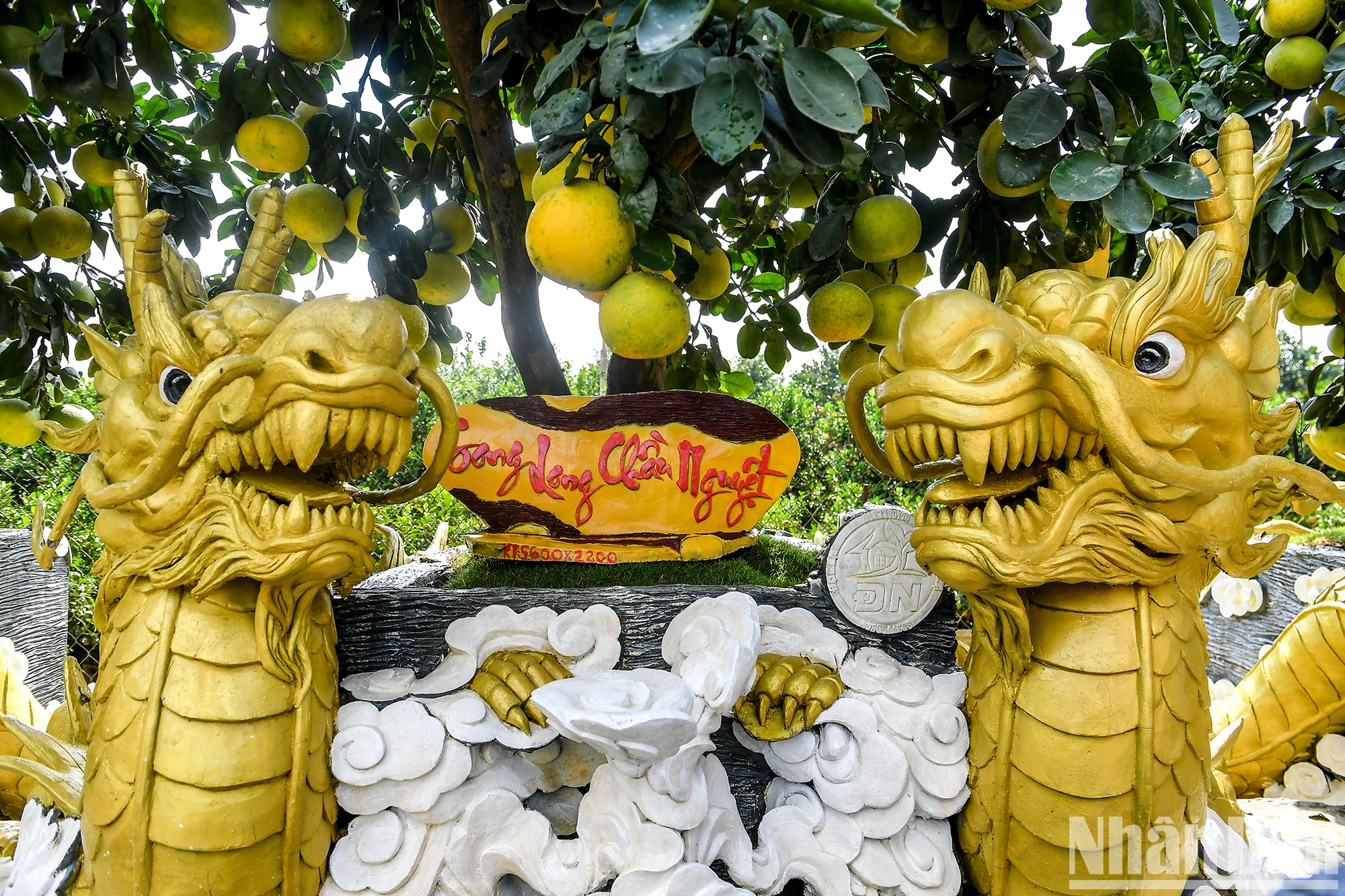 Уникальные горшки для деревьев помело в преддверии Лунного Нового года