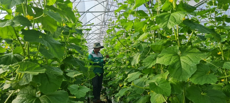 Город Хошимин станет высокотехнологичным сельскохозяйственным центром к 2030 году