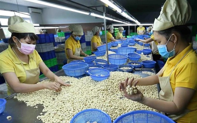 Экспорт кешью установил новый рекорд