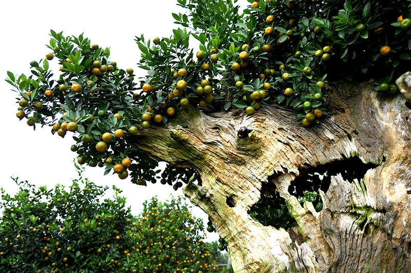 Ранняя весна в деревне кумквата Тылиен