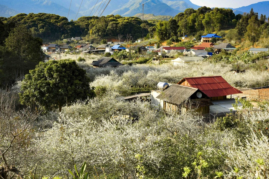 Сезон цветения сливы в долине Фиенгбан провинции Дьенбьен