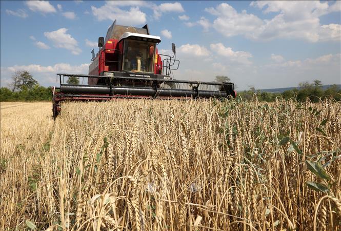 Фермерские объединения ЕС требуют усиления контроля за импортом из Украины