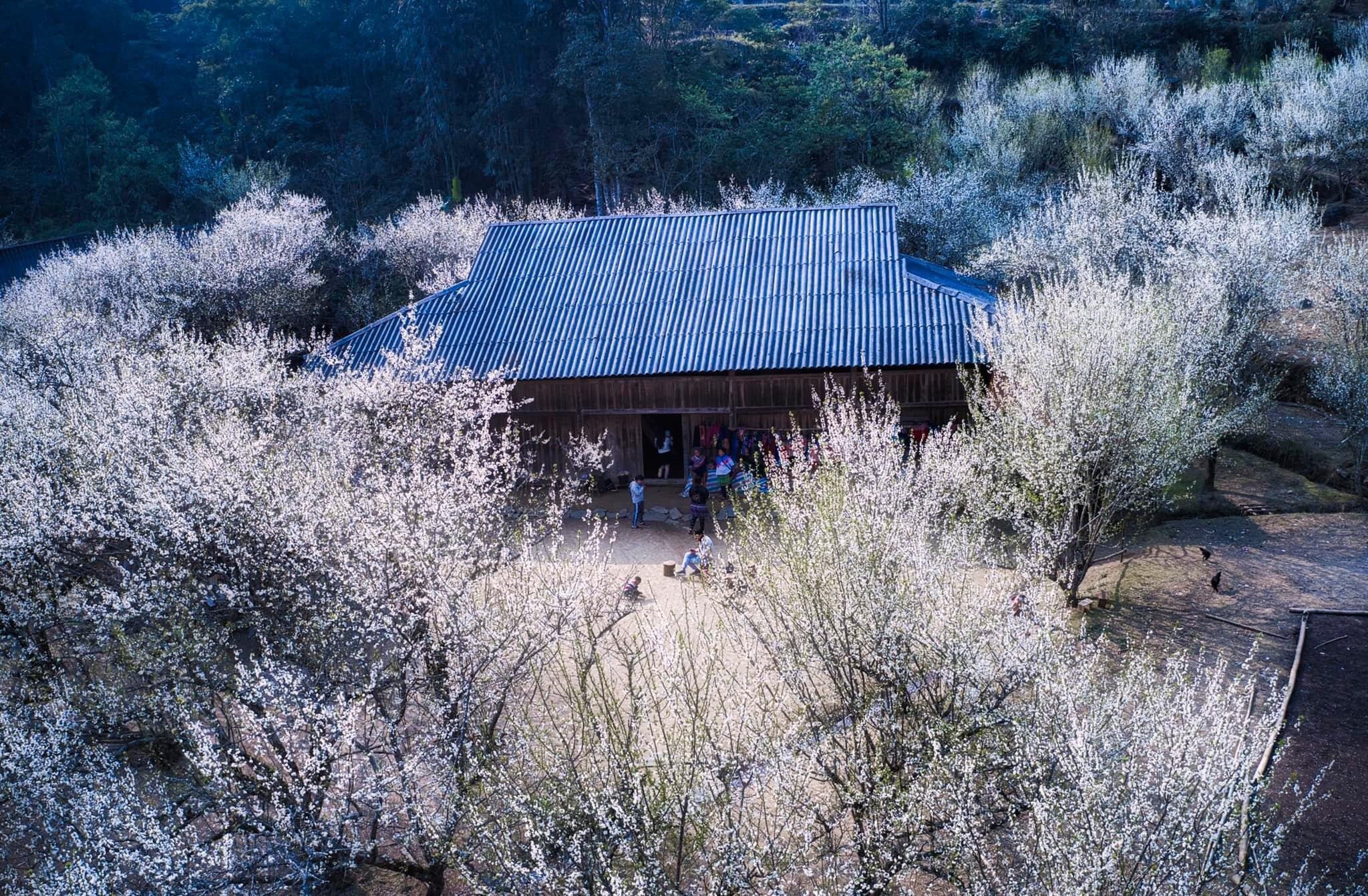 Цветение сливы в Лаокае привлекает туристов