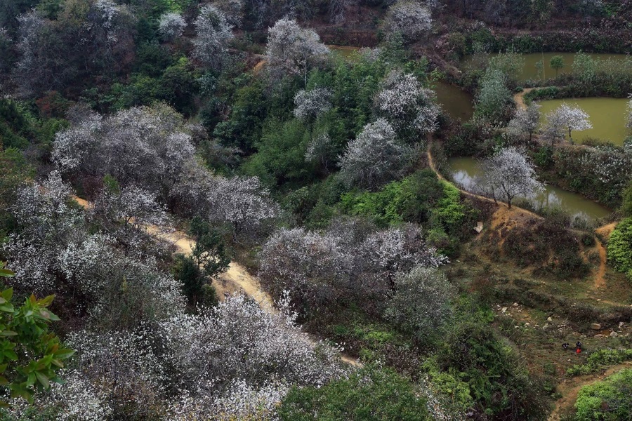 Фестиваль цветов доцинии