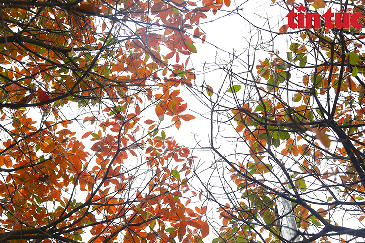 Чарующий Ханой в сезон листопада