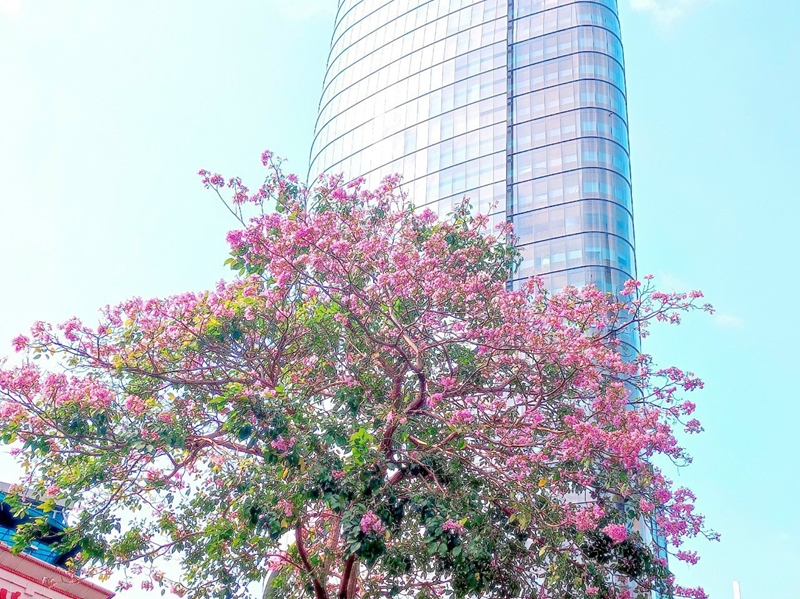 Табебуйя розовая ярко отражается в уголке неба