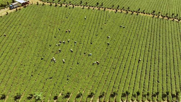 Ламдонг стремится повысить эффективность и устойчиво развивать чайную отрасль