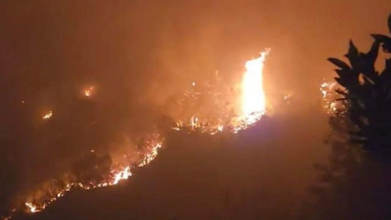 Усиление реализации неотложных мер по борьбе с лесными пожарами