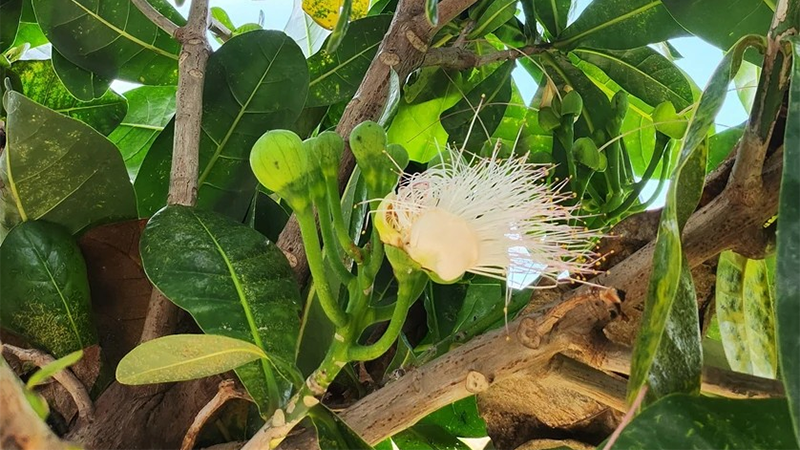 Плоды малабарского миндаля на острове Лишон