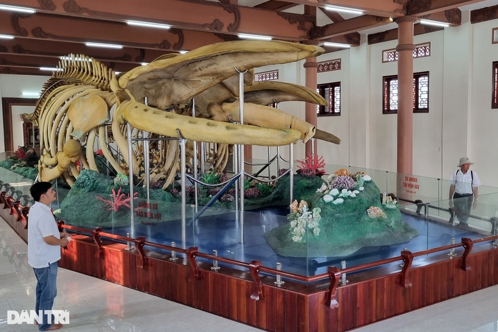 Самые большие скелеты китов Вьетнама выставлены на острове Лишон